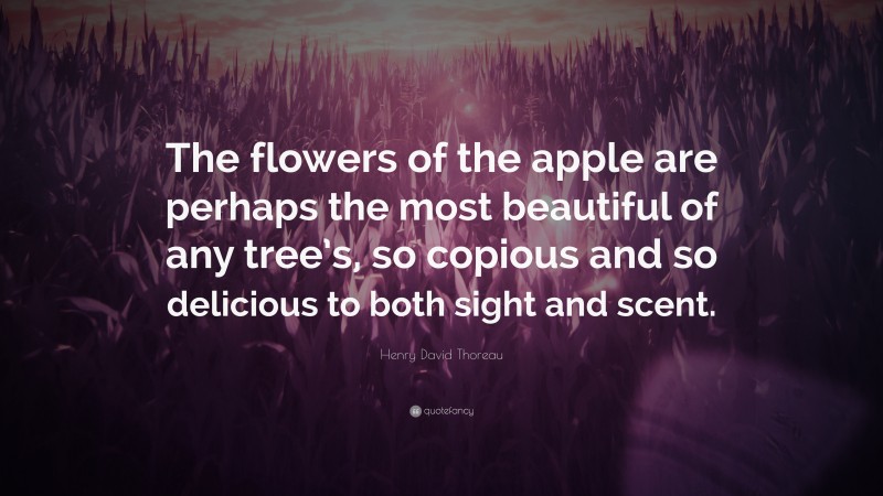 Henry David Thoreau Quote: “The flowers of the apple are perhaps the most beautiful of any tree’s, so copious and so delicious to both sight and scent.”