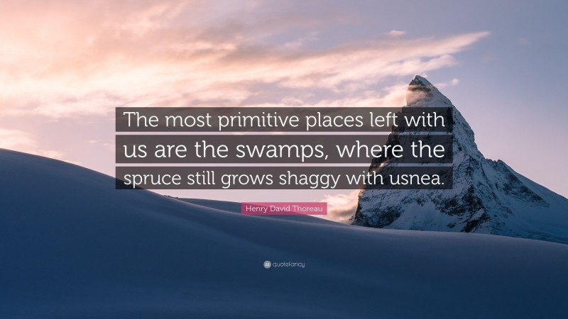 Henry David Thoreau Quote: “The most primitive places left with us are the swamps, where the spruce still grows shaggy with usnea.”