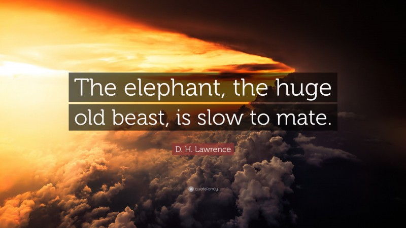 D. H. Lawrence Quote: “The elephant, the huge old beast, is slow to mate.”