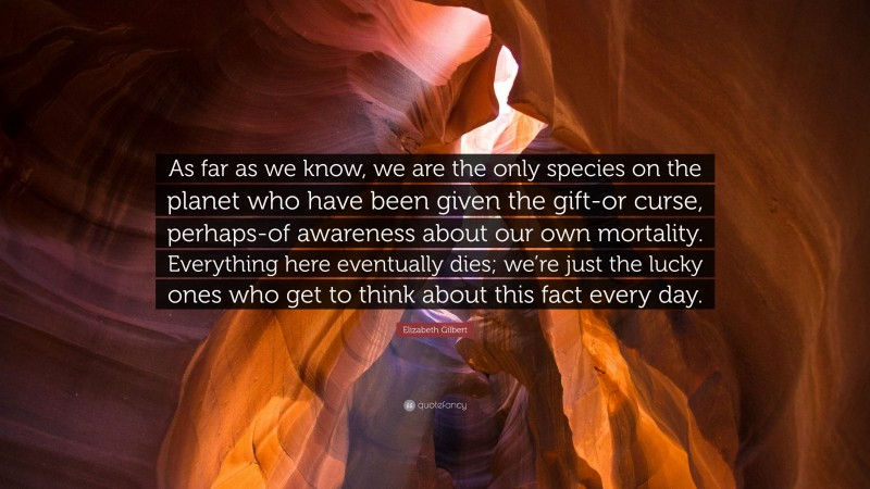 Elizabeth Gilbert Quote: “As far as we know, we are the only species on the planet who have been given the gift-or curse, perhaps-of awareness about our own mortality. Everything here eventually dies; we’re just the lucky ones who get to think about this fact every day.”