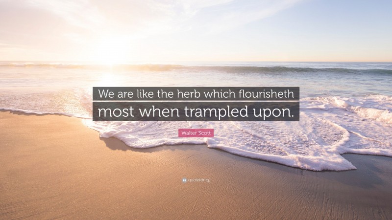 Walter Scott Quote: “We are like the herb which flourisheth most when trampled upon.”