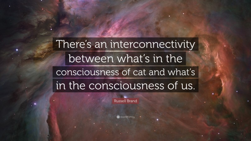 Russell Brand Quote: “There’s an interconnectivity between what’s in the consciousness of cat and what’s in the consciousness of us.”