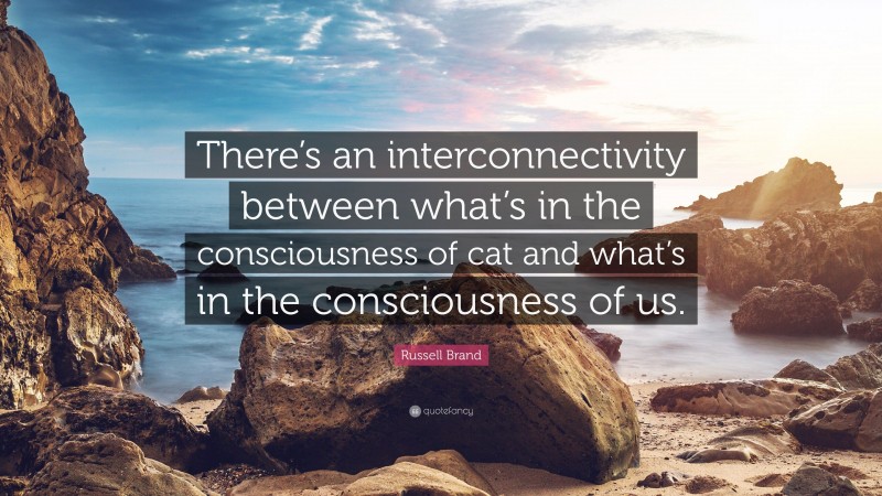 Russell Brand Quote: “There’s an interconnectivity between what’s in the consciousness of cat and what’s in the consciousness of us.”