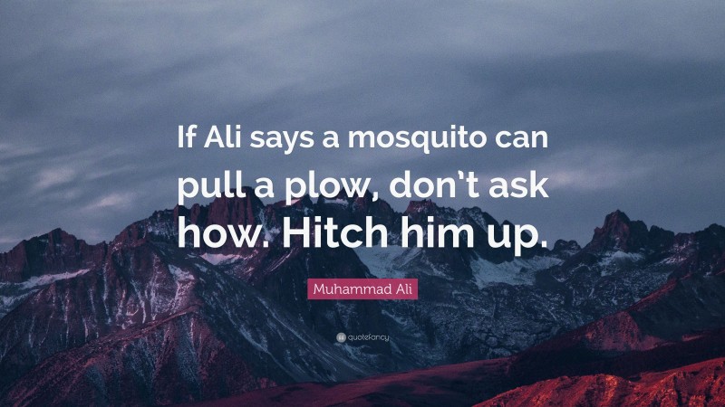 Muhammad Ali Quote: “If Ali says a mosquito can pull a plow, don’t ask how. Hitch him up.”