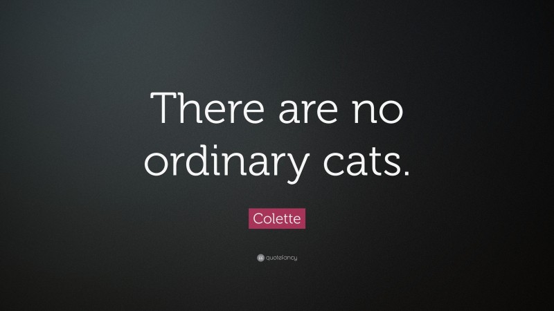 Colette Quote: “There are no ordinary cats.”