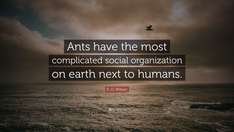 E. O. Wilson Quote: “Ants have the most complicated social organization on earth next to humans.”
