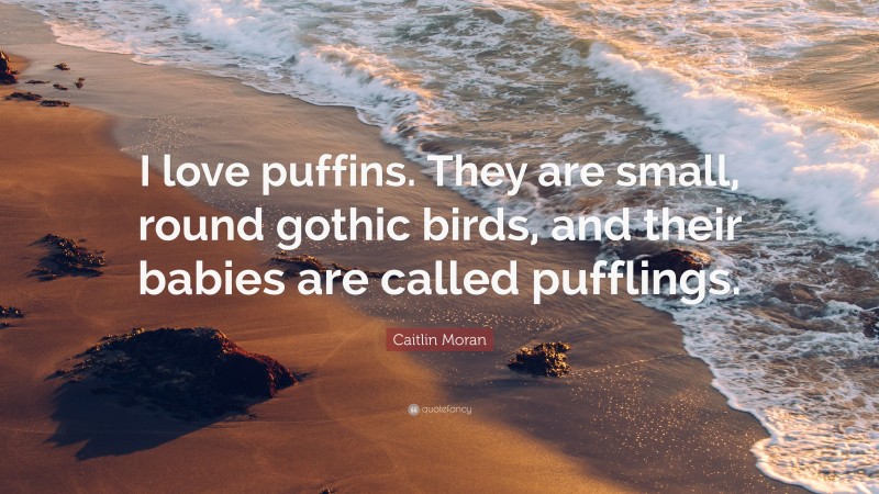 Caitlin Moran Quote: “I love puffins. They are small, round gothic birds, and their babies are called pufflings.”