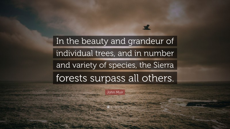 John Muir Quote: “In the beauty and grandeur of individual trees, and in number and variety of species, the Sierra forests surpass all others.”