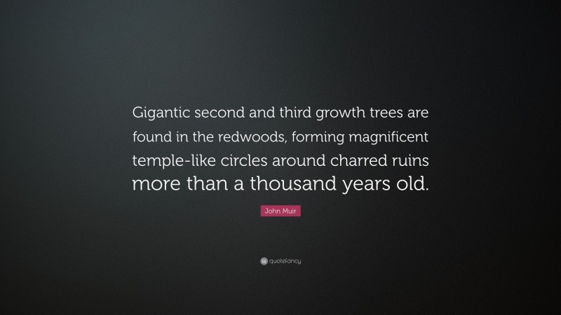 John Muir Quote: “Gigantic second and third growth trees are found in the redwoods, forming magnificent temple-like circles around charred ruins more than a thousand years old.”