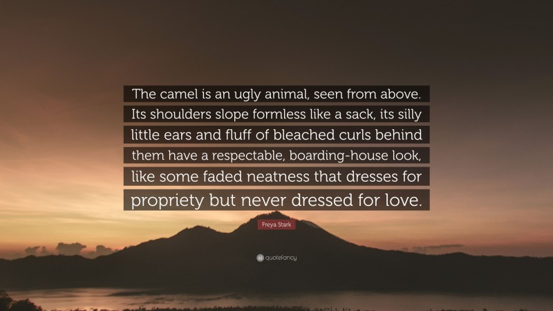 Freya Stark Quote: “The camel is an ugly animal, seen from above. Its shoulders slope formless like a sack, its silly little ears and fluff of bleached curls behind them have a respectable, boarding-house look, like some faded neatness that dresses for propriety but never dressed for love.”