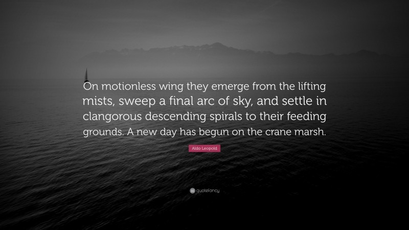 Aldo Leopold Quote: “On motionless wing they emerge from the lifting mists, sweep a final arc of sky, and settle in clangorous descending spirals to their feeding grounds. A new day has begun on the crane marsh.”