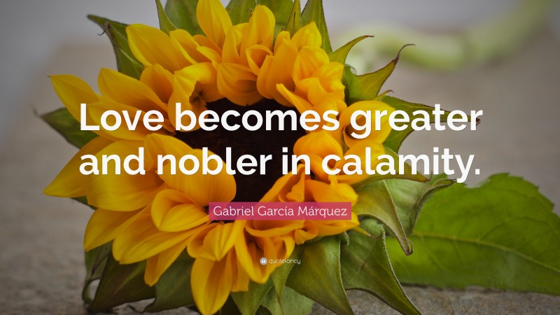 Gabriel Garcí­a Márquez Quote: “Love becomes greater and nobler in calamity.”