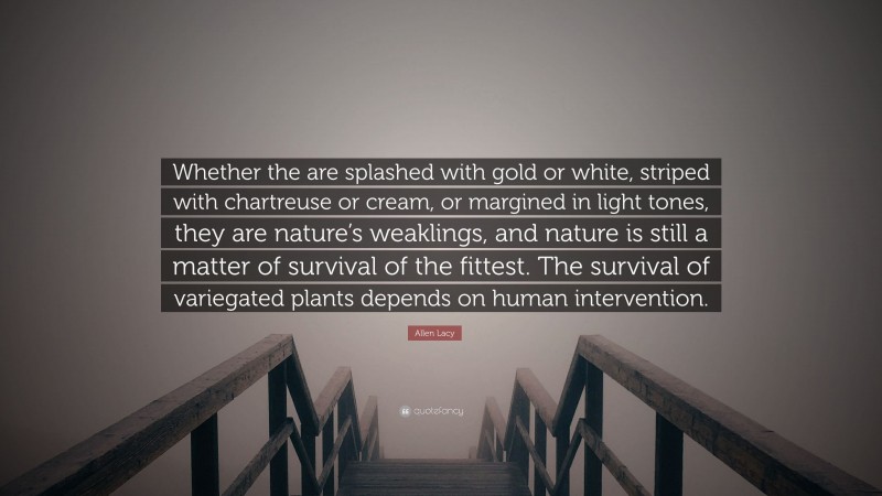 Allen Lacy Quote: “Whether the are splashed with gold or white, striped with chartreuse or cream, or margined in light tones, they are nature’s weaklings, and nature is still a matter of survival of the fittest. The survival of variegated plants depends on human intervention.”