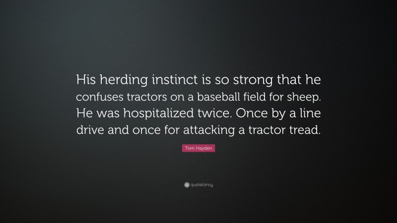 Tom Hayden Quote: “His herding instinct is so strong that he confuses tractors on a baseball field for sheep. He was hospitalized twice. Once by a line drive and once for attacking a tractor tread.”