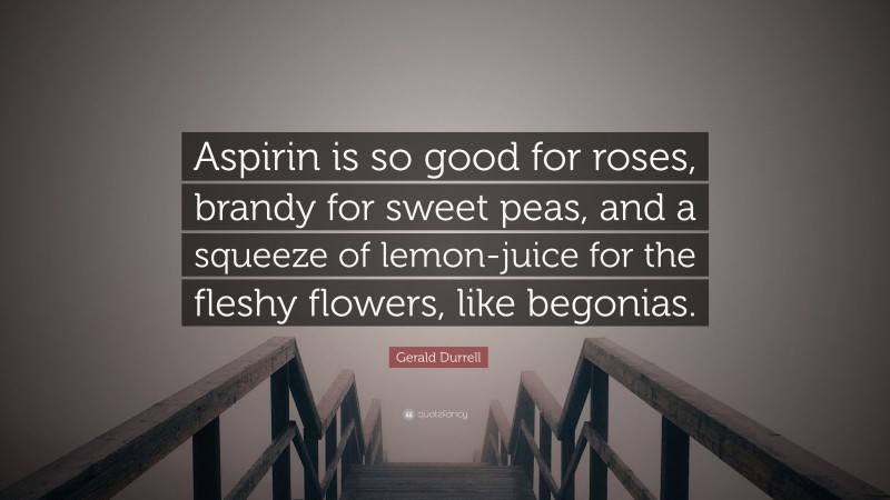 Gerald Durrell Quote: “Aspirin is so good for roses, brandy for sweet peas, and a squeeze of lemon-juice for the fleshy flowers, like begonias.”