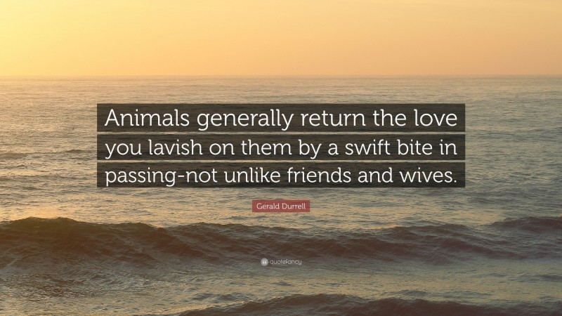 Gerald Durrell Quote: “Animals generally return the love you lavish on them by a swift bite in passing-not unlike friends and wives.”