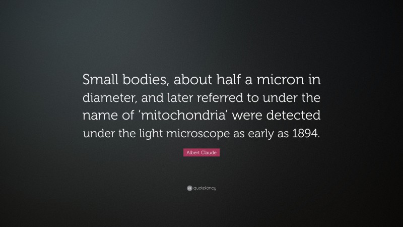 Albert Claude Quote: “Small bodies, about half a micron in diameter, and later referred to under the name of ‘mitochondria’ were detected under the light microscope as early as 1894.”