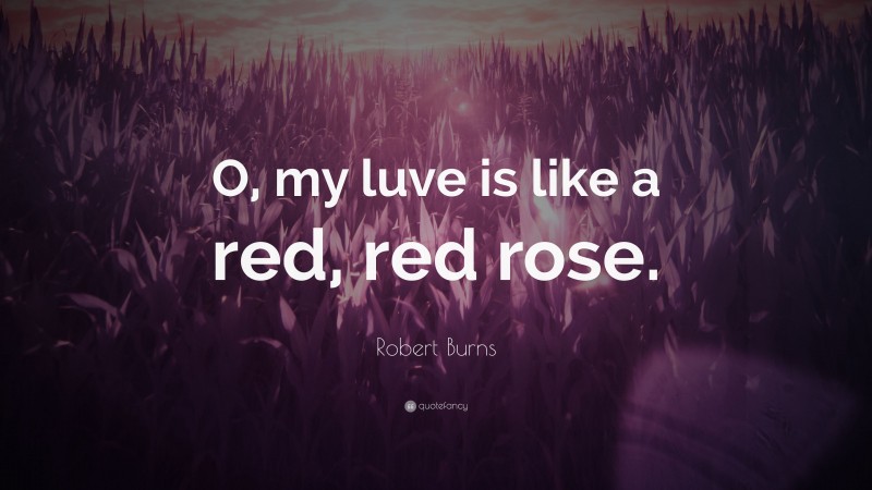 Robert Burns Quote: “O, my luve is like a red, red rose.”