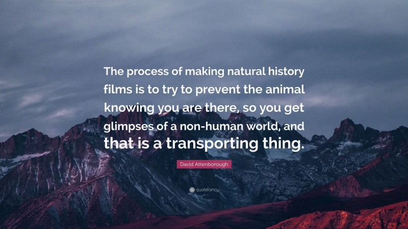 David Attenborough Quote: “The process of making natural history films is to try to prevent the animal knowing you are there, so you get glimpses of a non-human world, and that is a transporting thing.”