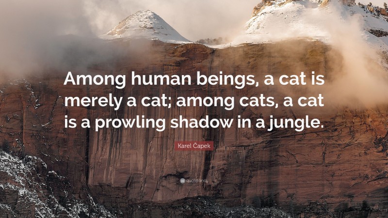 Karel Čapek Quote: “Among human beings, a cat is merely a cat; among cats, a cat is a prowling shadow in a jungle.”