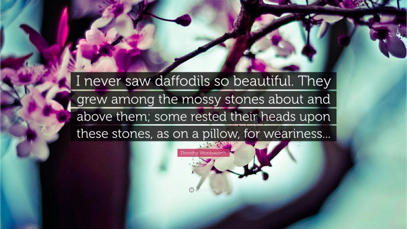 Dorothy Wordsworth Quote: “I never saw daffodils so beautiful. They grew among the mossy stones about and above them; some rested their heads upon these stones, as on a pillow, for weariness...”