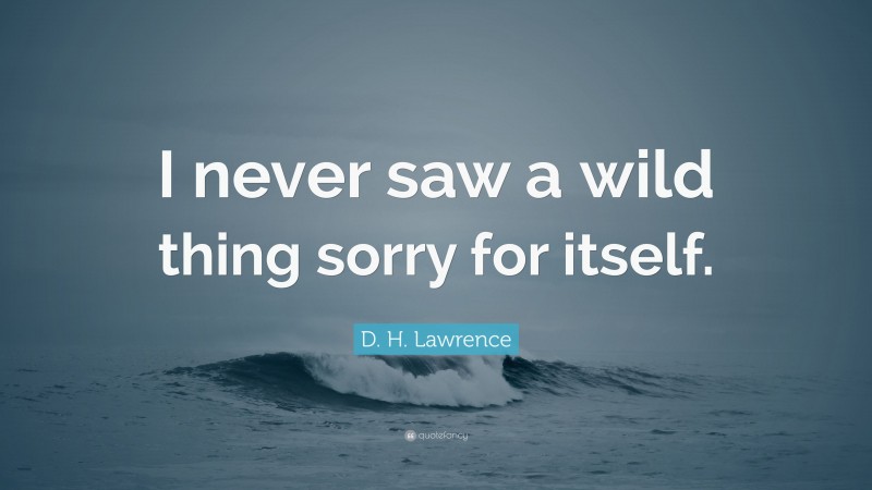 D. H. Lawrence Quote: “I never saw a wild thing sorry for itself.”