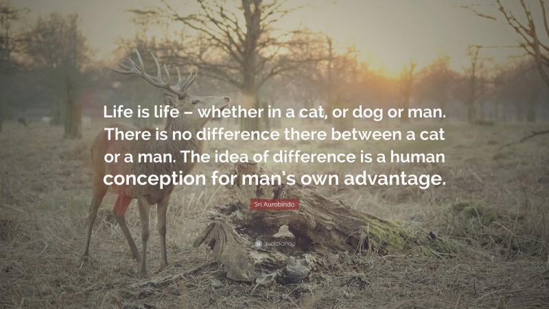 Sri Aurobindo Quote: “Life is life – whether in a cat, or dog or man. There is no difference there between a cat or a man. The idea of difference is a human conception for man’s own advantage.”