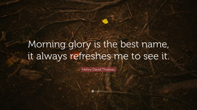 Henry David Thoreau Quote: “Morning glory is the best name, it always refreshes me to see it.”