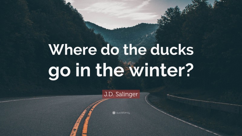 J.D. Salinger Quote: “Where do the ducks go in the winter?”