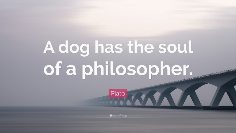 Plato Quote: “A dog has the soul of a philosopher.”