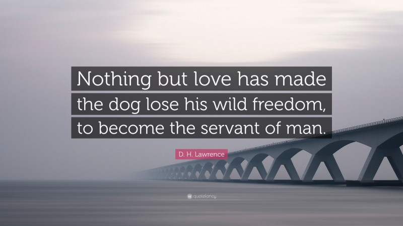 D. H. Lawrence Quote: “Nothing but love has made the dog lose his wild freedom, to become the servant of man.”