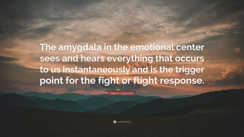 Daniel Goleman Quote: “The amygdala in the emotional center sees and hears everything that occurs to us instantaneously and is the trigger point for the fight or flight response.”