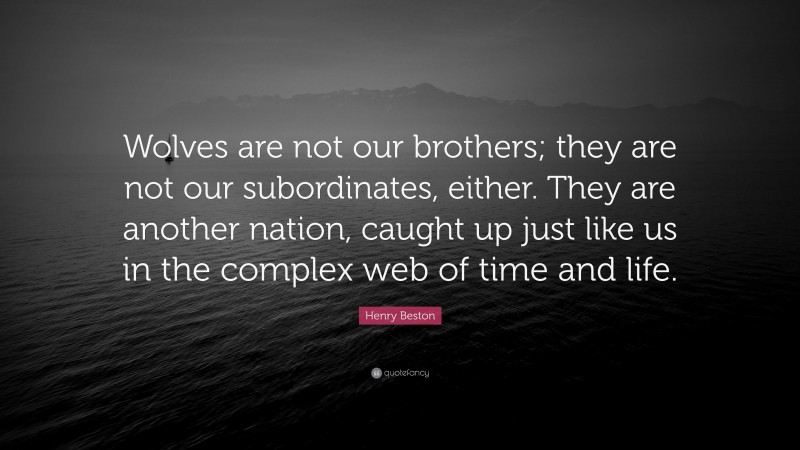 Henry Beston Quote: “Wolves are not our brothers; they are not our subordinates, either. They are another nation, caught up just like us in the complex web of time and life.”