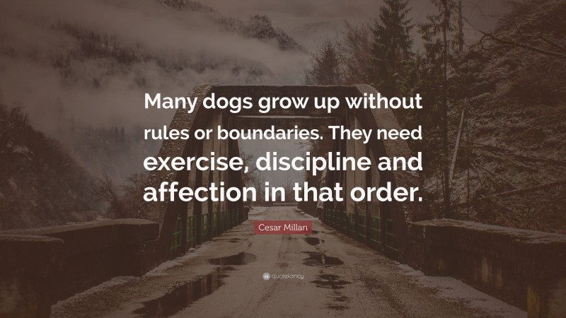 Cesar Millan Quote: “Many dogs grow up without rules or boundaries. They need exercise, discipline and affection in that order.”