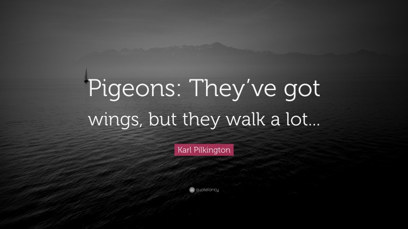 Karl Pilkington Quote: “Pigeons: They’ve got wings, but they walk a lot...”