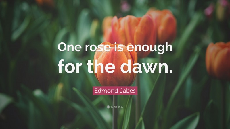 Edmond Jabès Quote: “One rose is enough for the dawn.”
