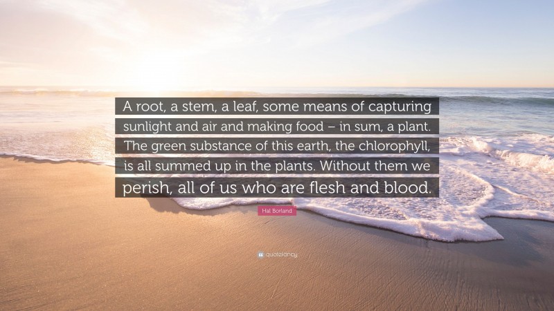 Hal Borland Quote: “A root, a stem, a leaf, some means of capturing sunlight and air and making food – in sum, a plant. The green substance of this earth, the chlorophyll, is all summed up in the plants. Without them we perish, all of us who are flesh and blood.”