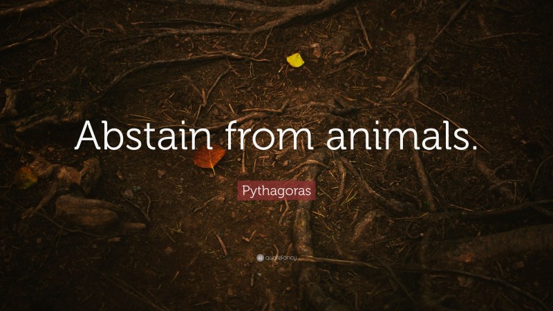 Pythagoras Quote: “Abstain from animals.”