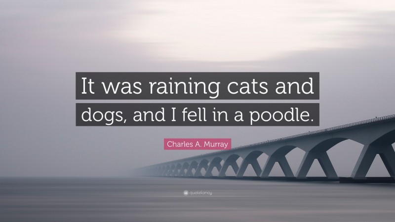 Charles A. Murray Quote: “It was raining cats and dogs, and I fell in a poodle.”