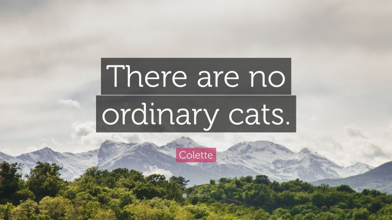 Colette Quote: “There are no ordinary cats.”