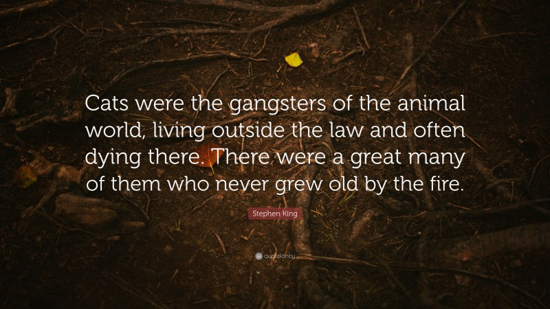 Stephen King Quote: “Cats were the gangsters of the animal world, living outside the law and often dying there. There were a great many of them who never grew old by the fire.”