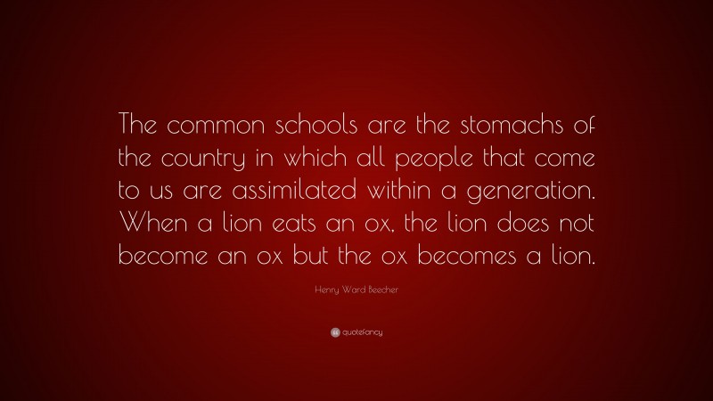 Henry Ward Beecher Quote: “The common schools are the stomachs of the country in which all people that come to us are assimilated within a generation. When a lion eats an ox, the lion does not become an ox but the ox becomes a lion.”