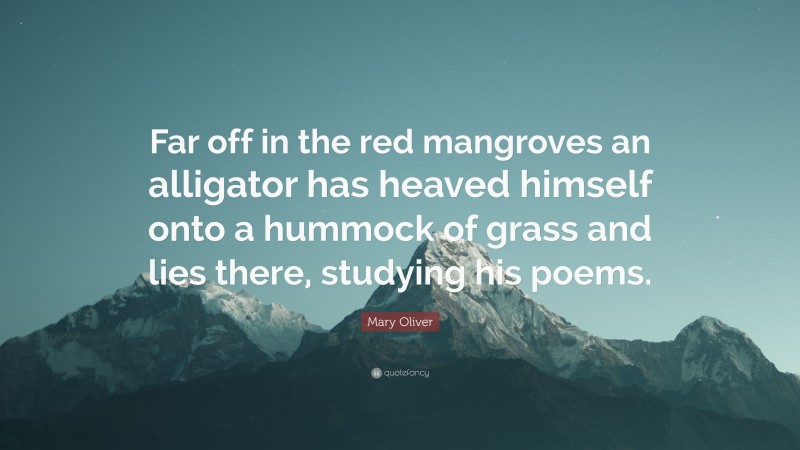 Mary Oliver Quote: “Far off in the red mangroves an alligator has heaved himself onto a hummock of grass and lies there, studying his poems.”