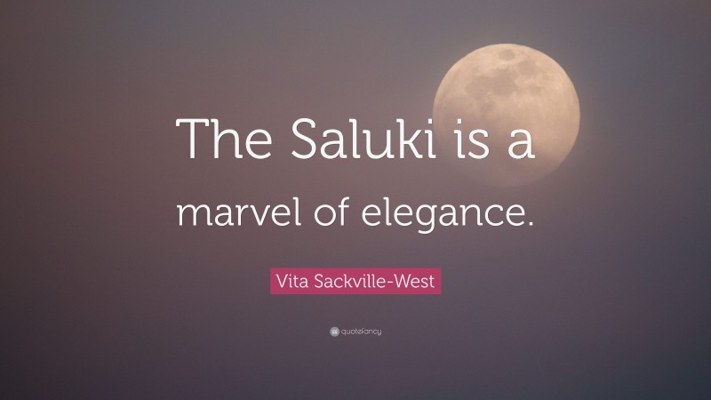 Vita Sackville-West Quote: “The Saluki is a marvel of elegance.”