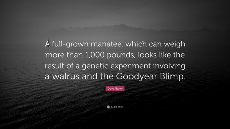 Dave Barry Quote: “A full-grown manatee, which can weigh more than 1,000 pounds, looks like the result of a genetic experiment involving a walrus and the Goodyear Blimp.”