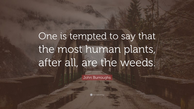 John Burroughs Quote: “One is tempted to say that the most human plants, after all, are the weeds.”