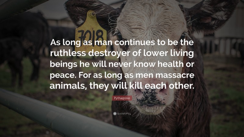 Pythagoras Quote: “As long as man continues to be the ruthless destroyer of lower living beings he will never know health or peace. For as long as men massacre animals, they will kill each other.”