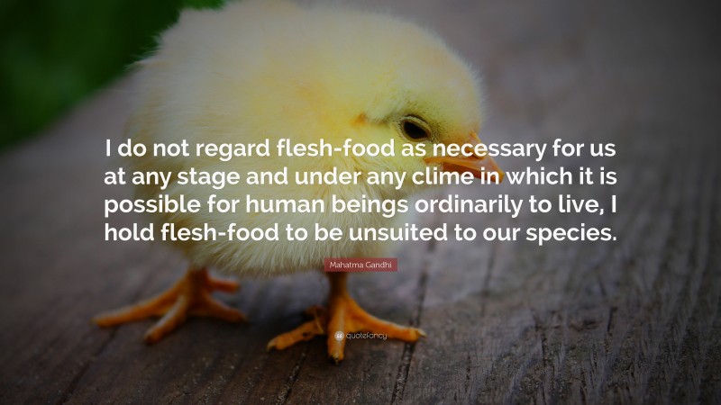 Mahatma Gandhi Quote: “I do not regard flesh-food as necessary for us at any stage and under any clime in which it is possible for human beings ordinarily to live, I hold flesh-food to be unsuited to our species.”