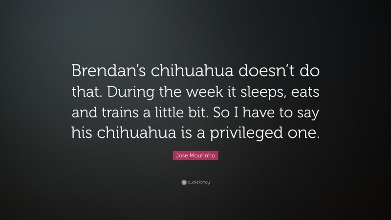 Jose Mourinho Quote: “Brendan’s chihuahua doesn’t do that. During the week it sleeps, eats and trains a little bit. So I have to say his chihuahua is a privileged one.”