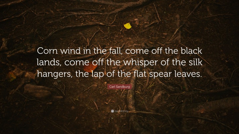 Carl Sandburg Quote: “Corn wind in the fall, come off the black lands, come off the whisper of the silk hangers, the lap of the flat spear leaves.”
